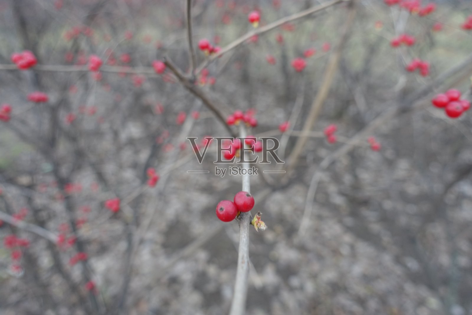 12月，金银花(Lonicera maackii)无叶枝上的红色浆果近照照片摄影图片