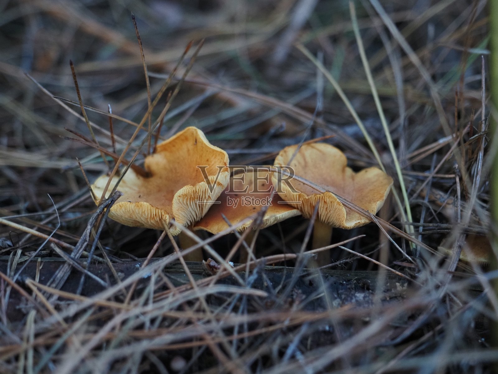森林野蘑菇照片摄影图片