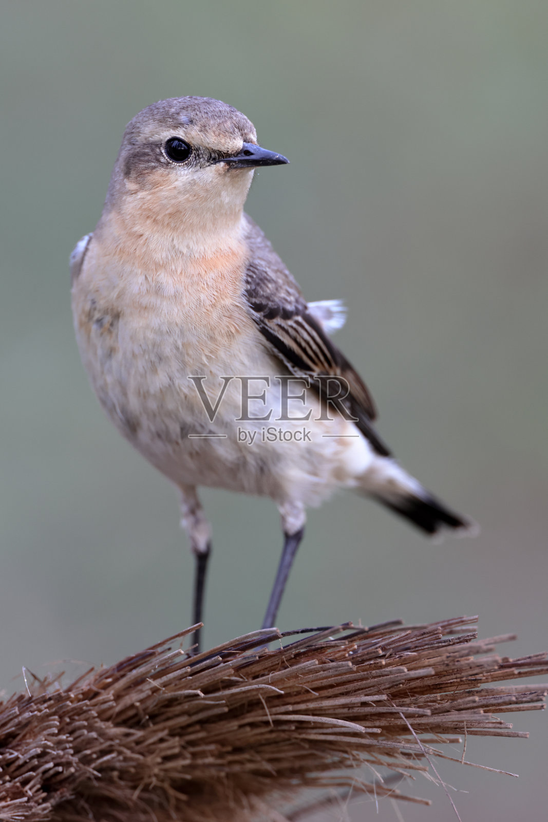 画眉鸟:成年北方麦穗或麦穗(Oenanthe Oenanthe)。照片摄影图片