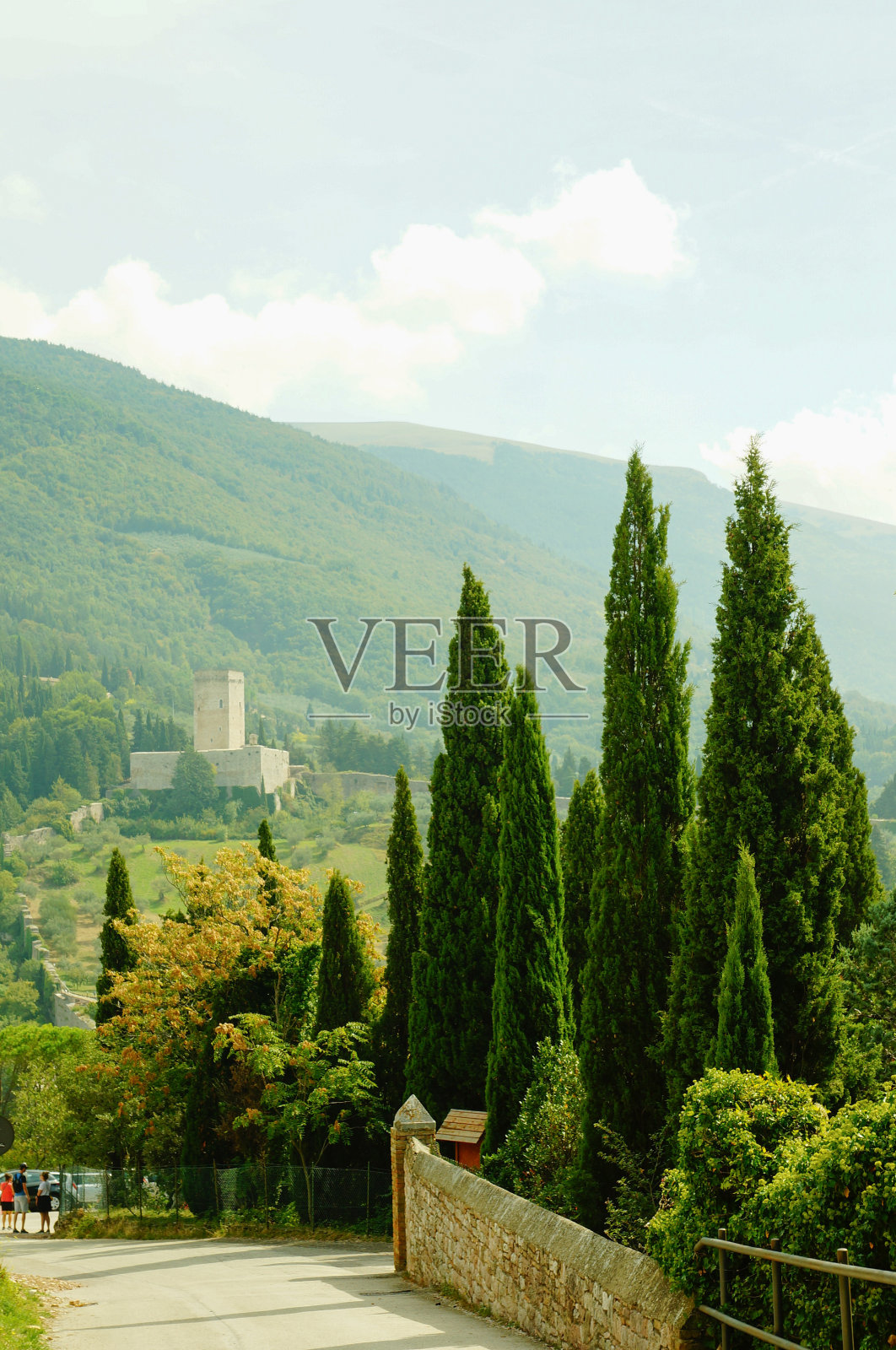 意大利柏树照片摄影图片