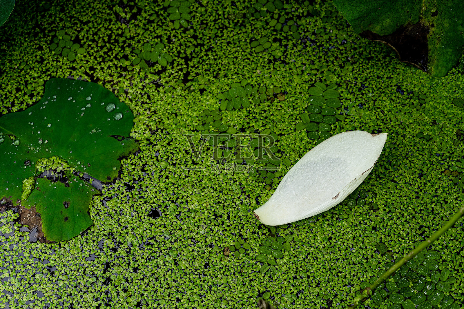 池塘照片摄影图片