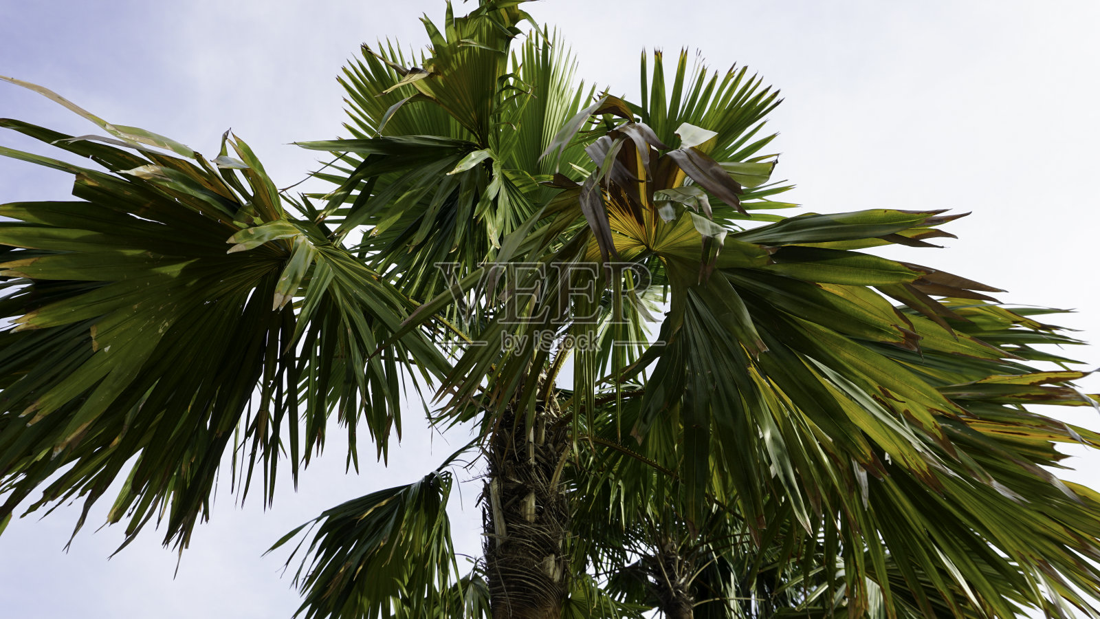 黄绿色的树，蓝白色的天空。背景，底部，低角度视图照片摄影图片