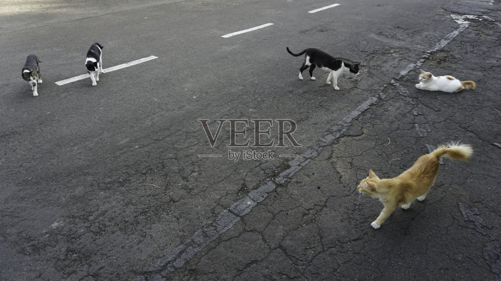 各种颜色的猫在街道中间玩耍照片摄影图片