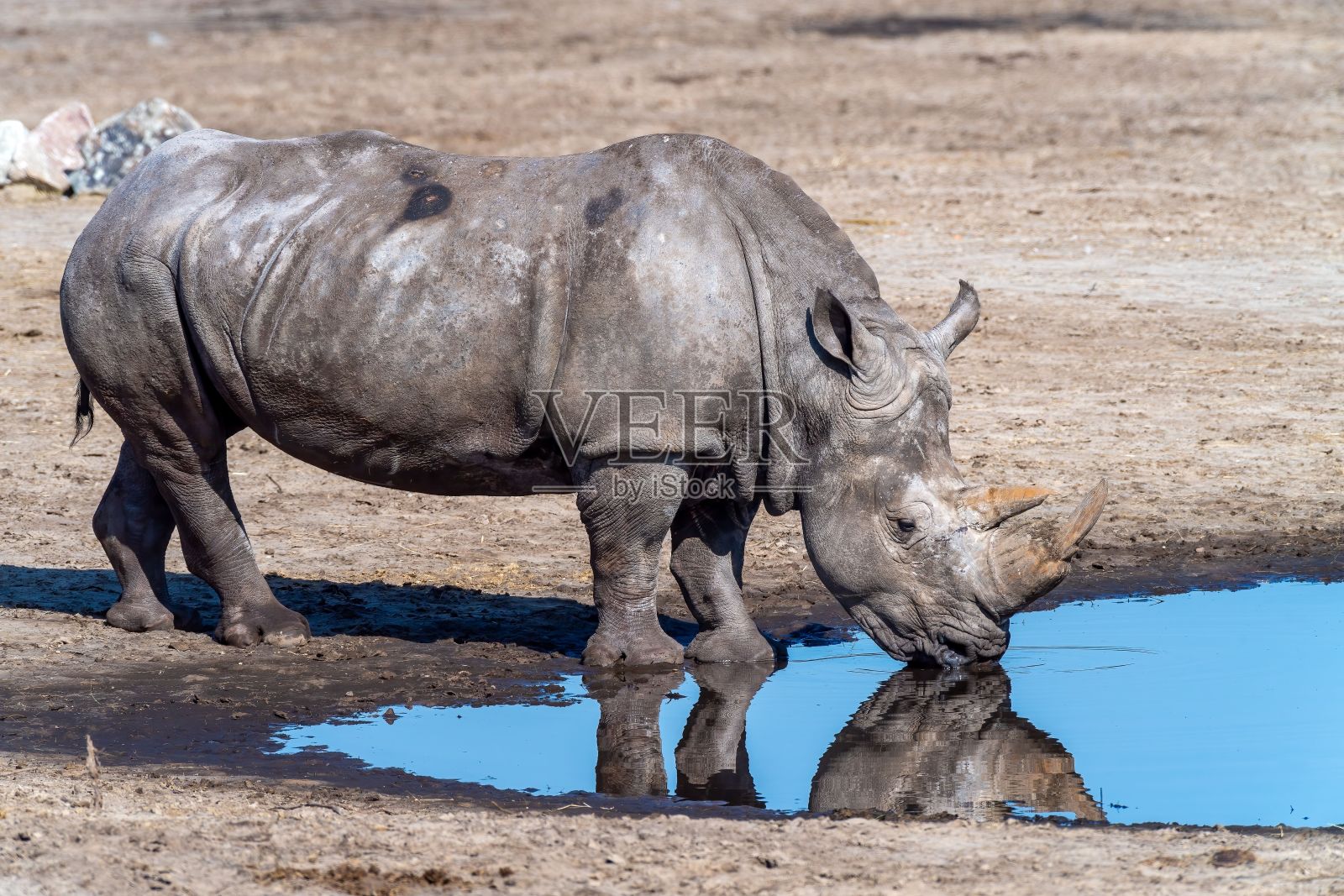 在一个阳光明媚的日子里，一只非洲犀牛在池塘里喝水照片摄影图片