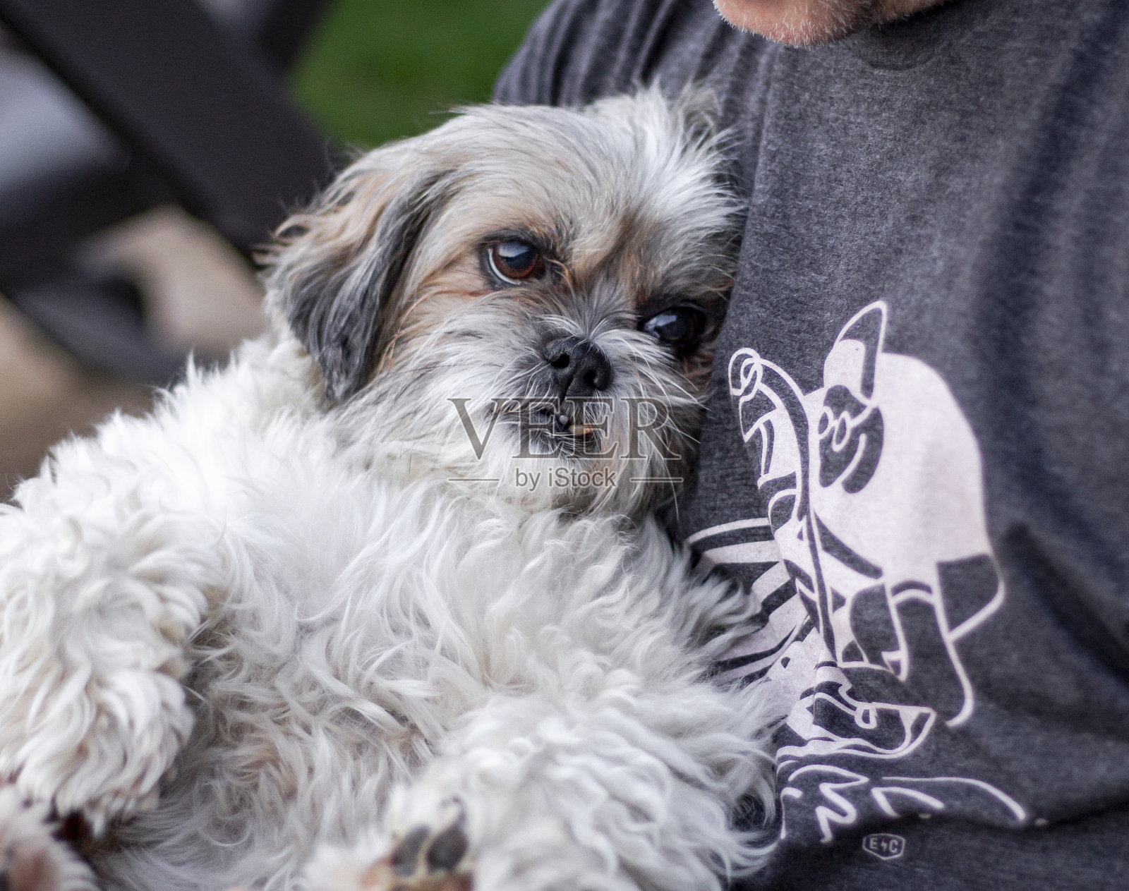 老西施犬平静地躺在他的人类同伴的胸前。照片摄影图片