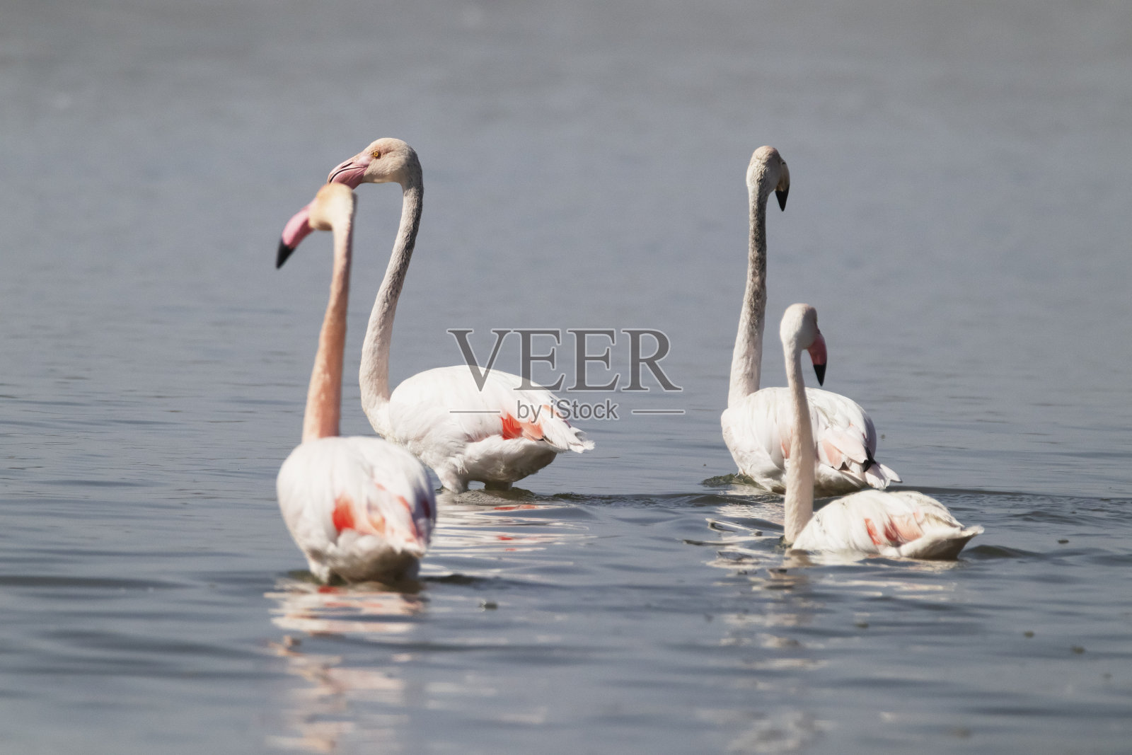 葡萄牙的火烈鸟照片摄影图片