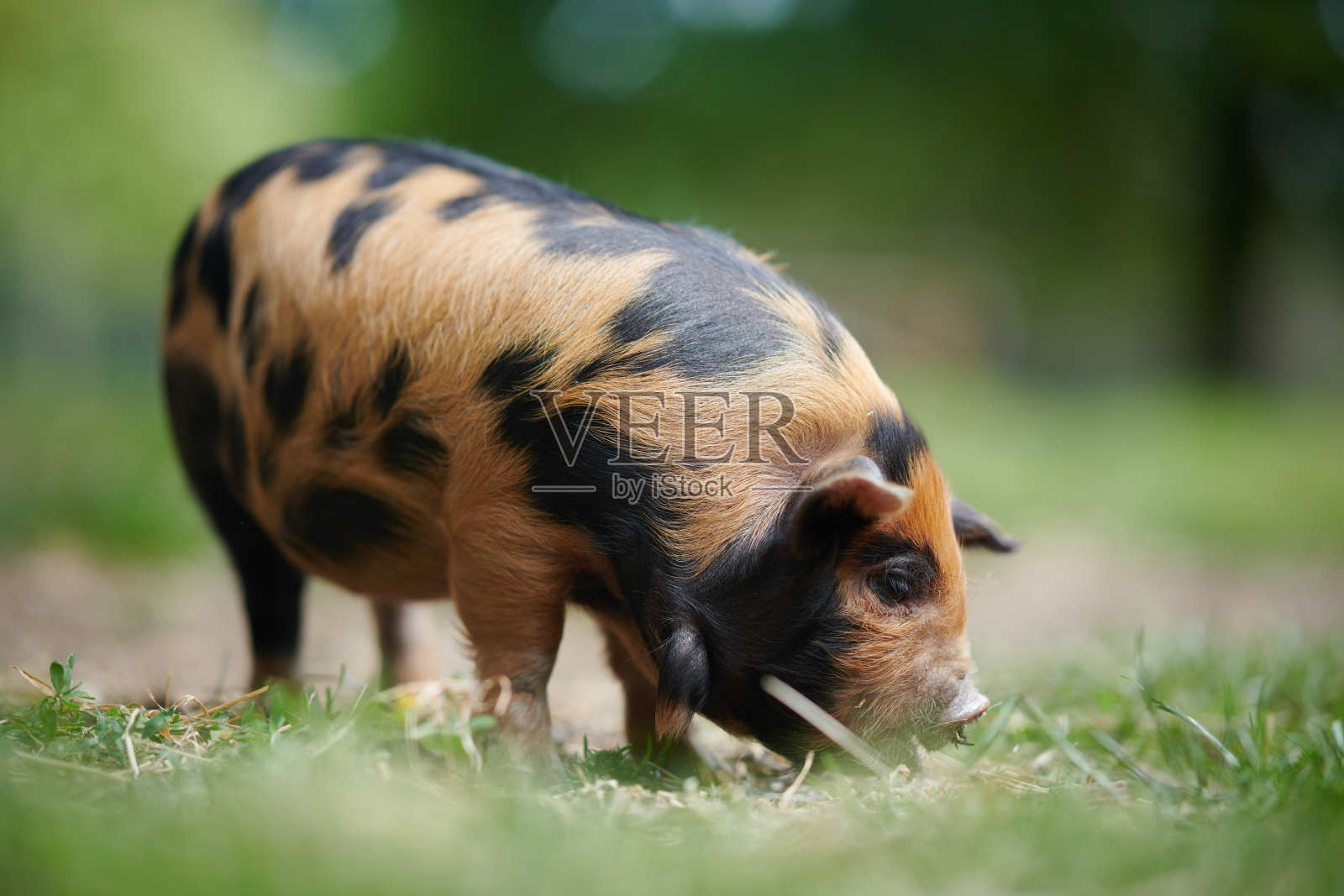 小猪照片摄影图片