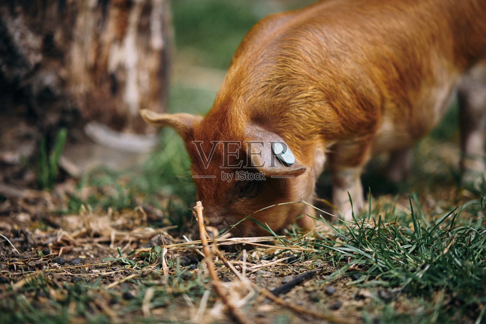 小猪照片摄影图片
