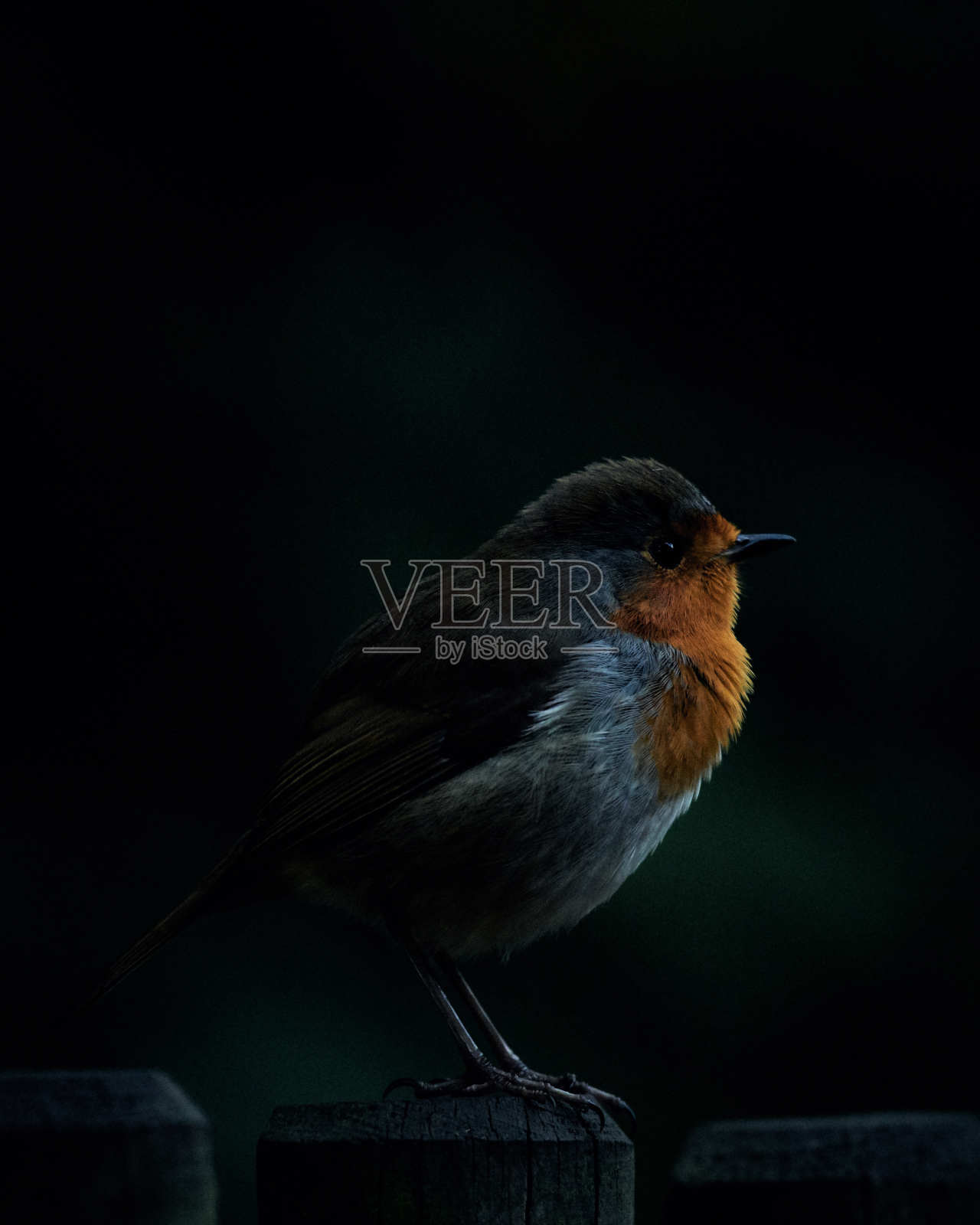 罗宾照片摄影图片