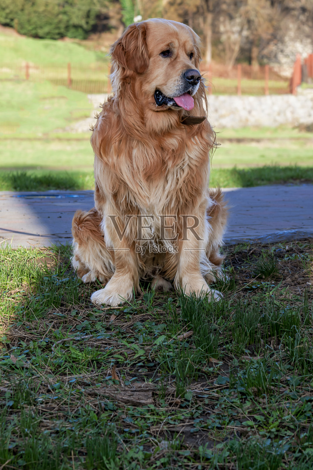 金毛猎犬坐在草地上照片摄影图片