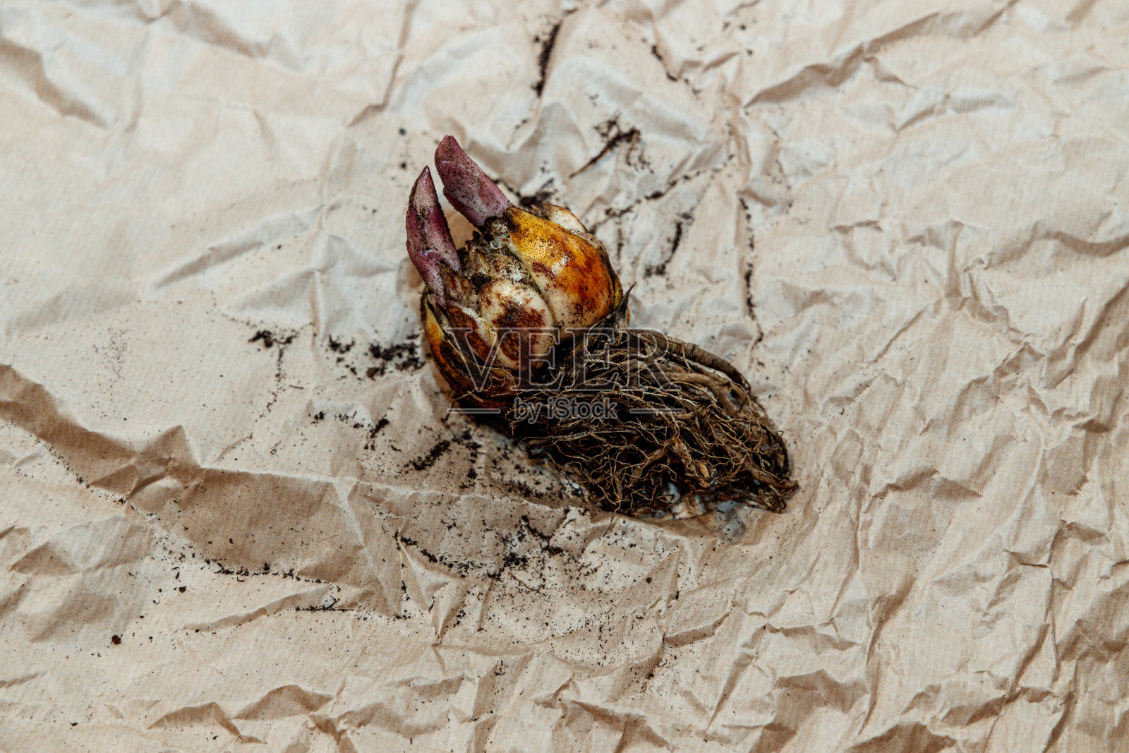 有新芽的百合球茎照片摄影图片