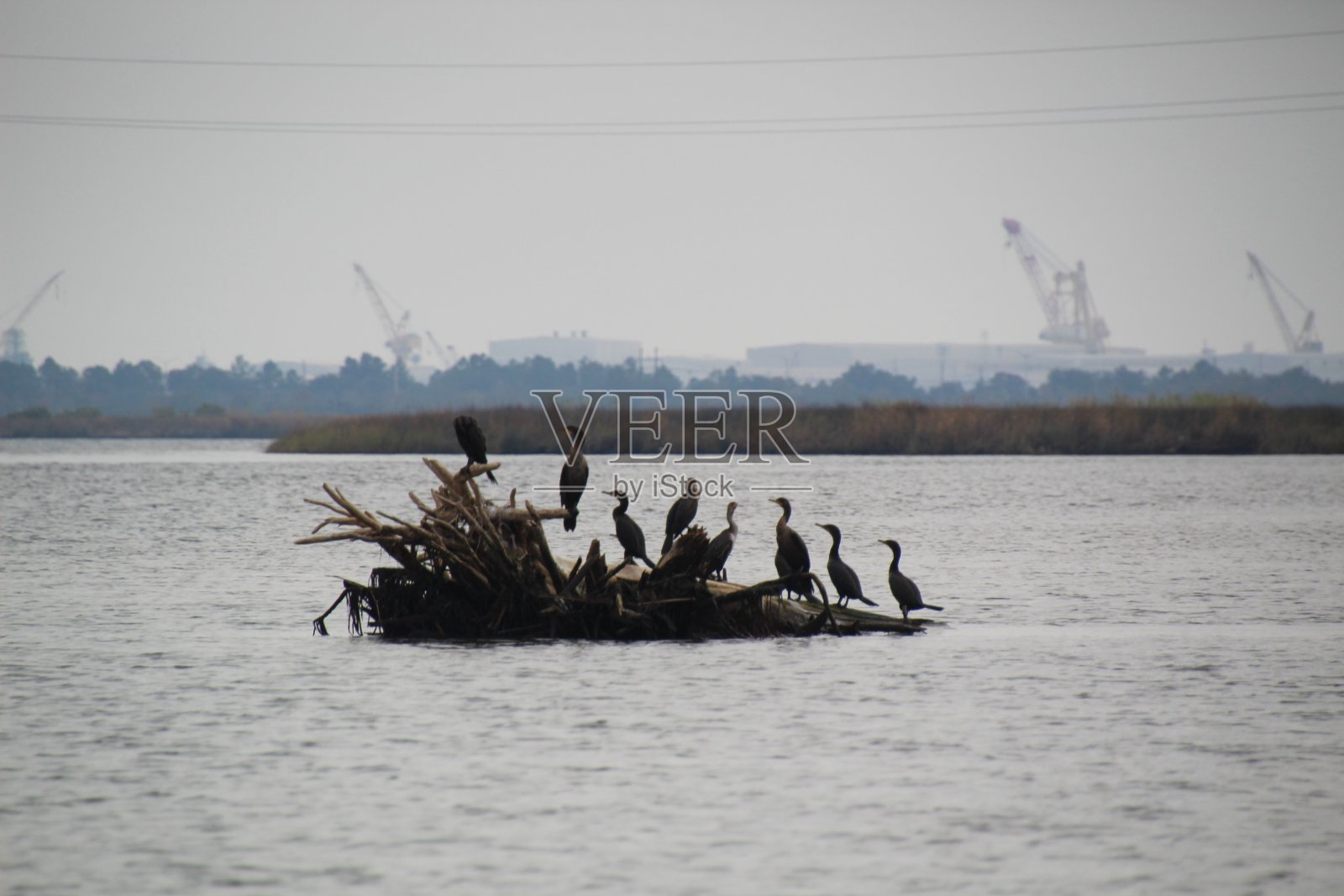 木头上的鸟照片摄影图片