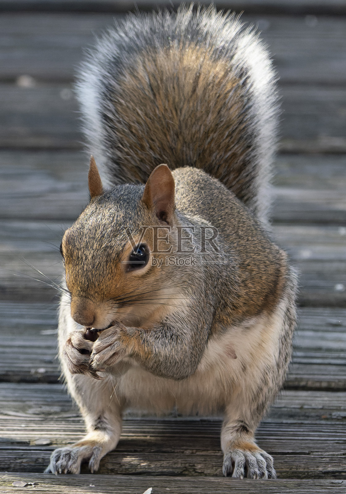 一只松鼠来到甲板上照片摄影图片