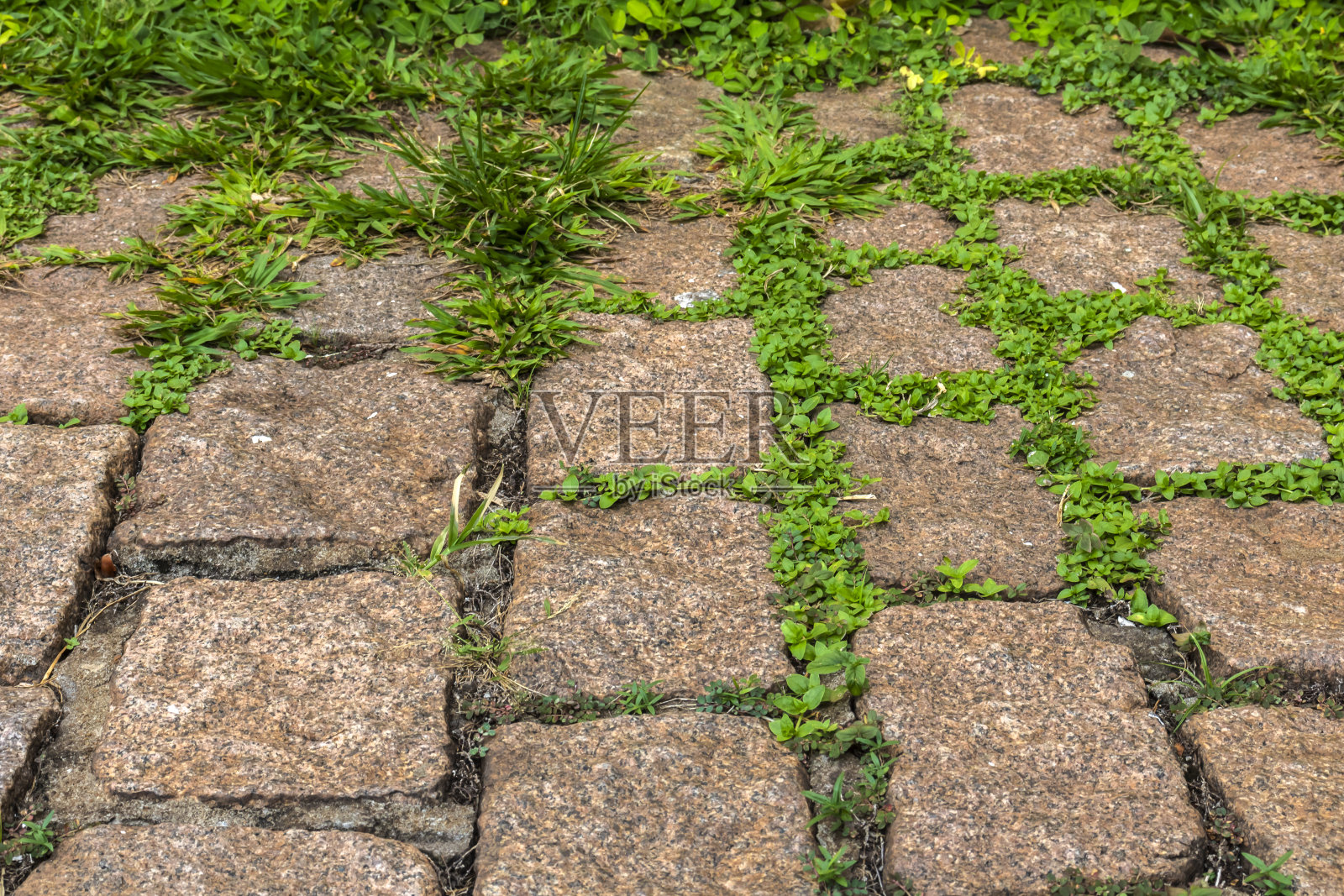 鹅卵石之间的绿草。人行道路面。照片摄影图片
