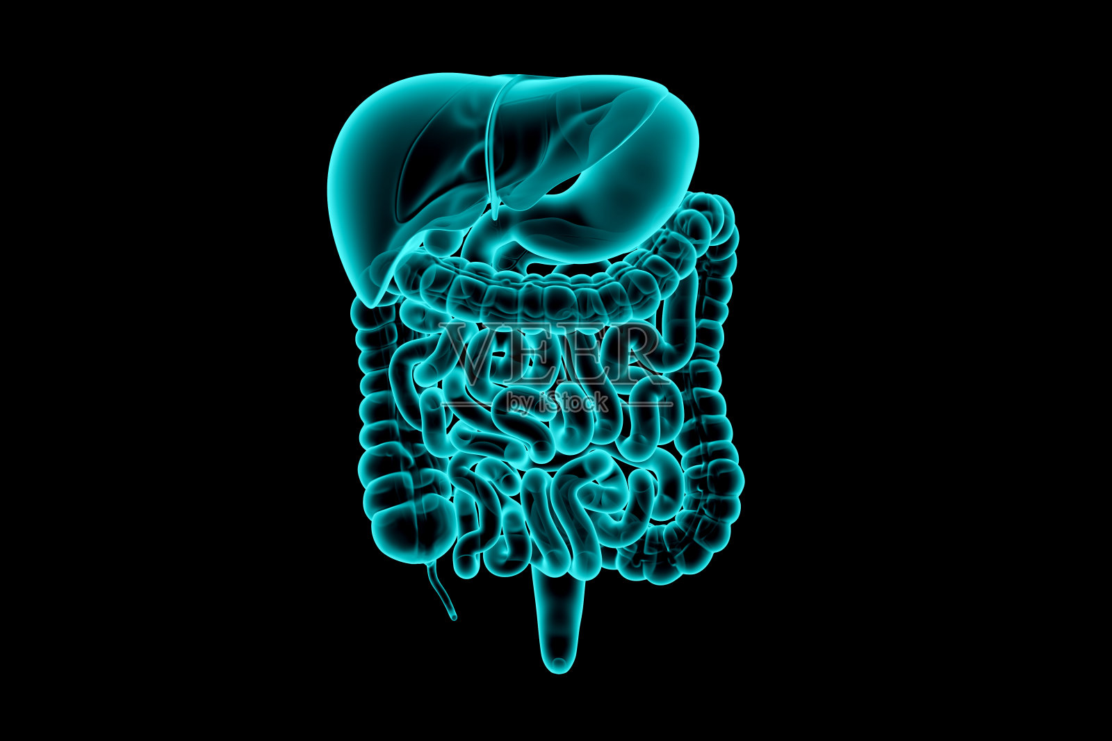 人体消化系统的三维插图-肝脏，胃，胰腺和肠照片摄影图片