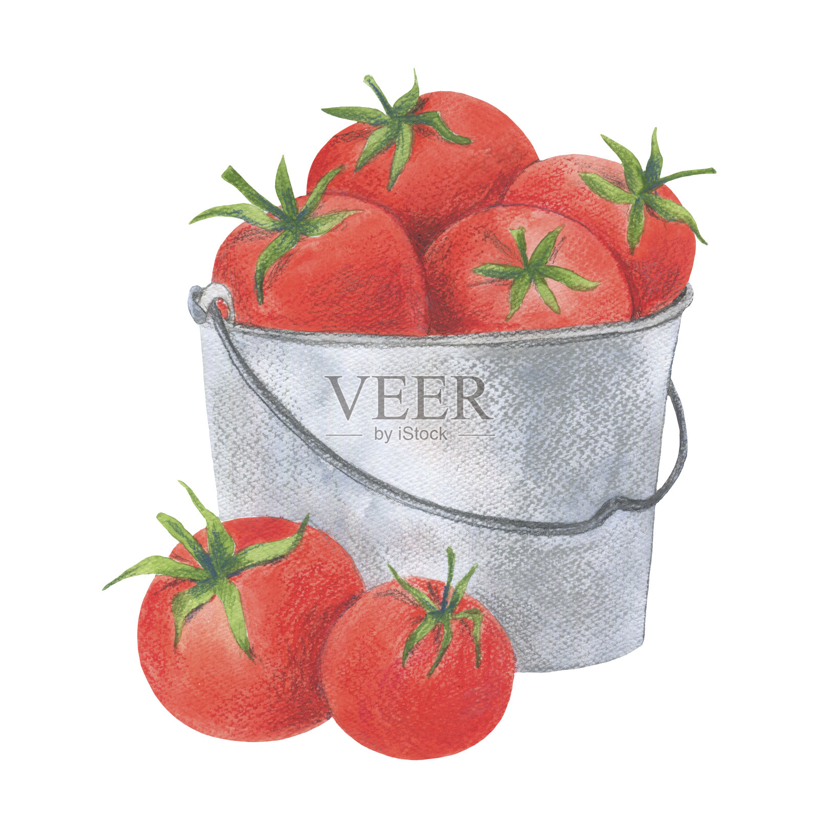 水彩插图红西红柿在一个桶。收获插画图片素材