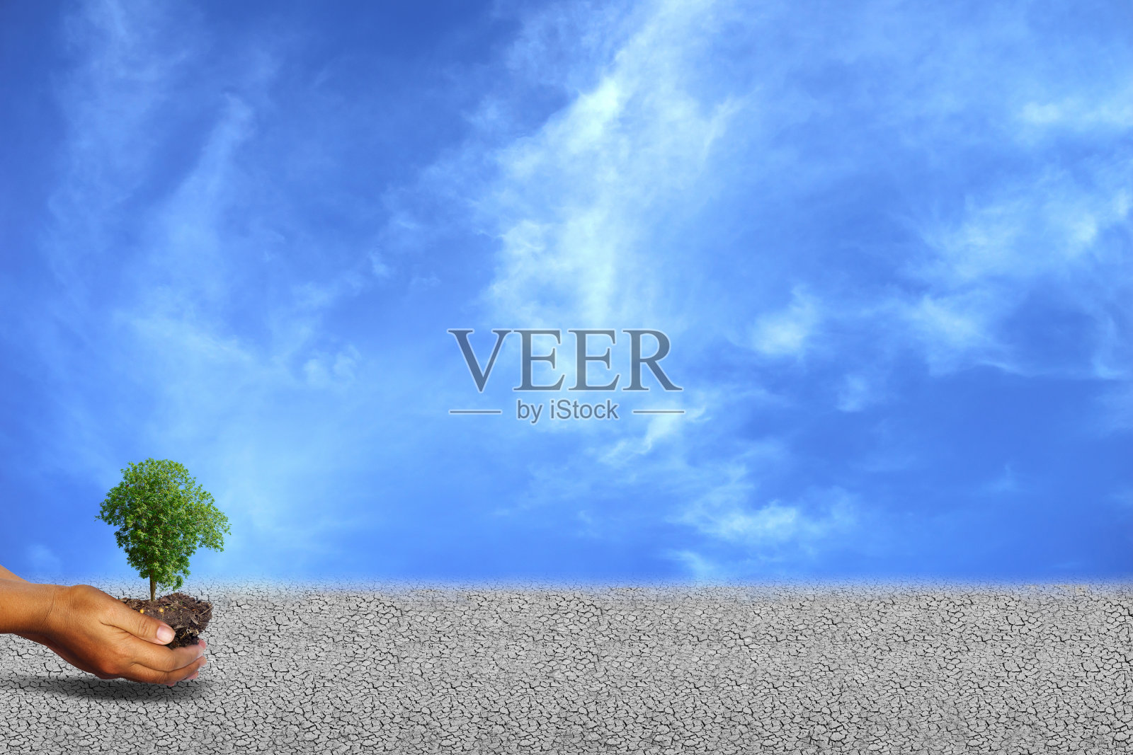 在干旱的土地上种树。照片摄影图片