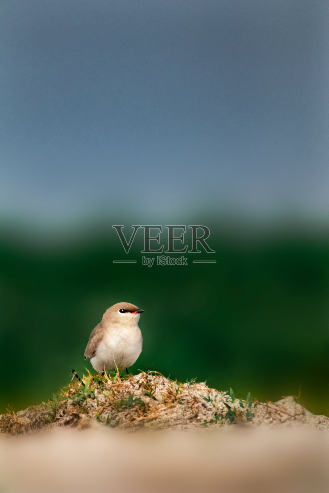 小林鹬照片摄影图片