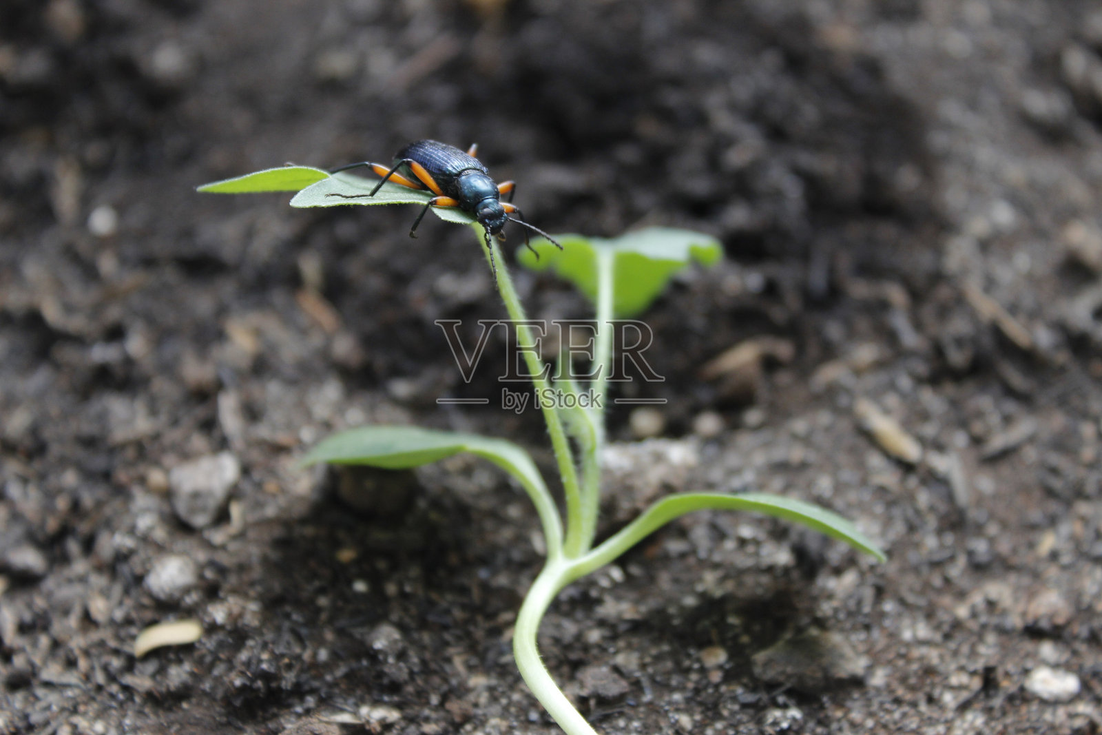 昆虫照片摄影图片