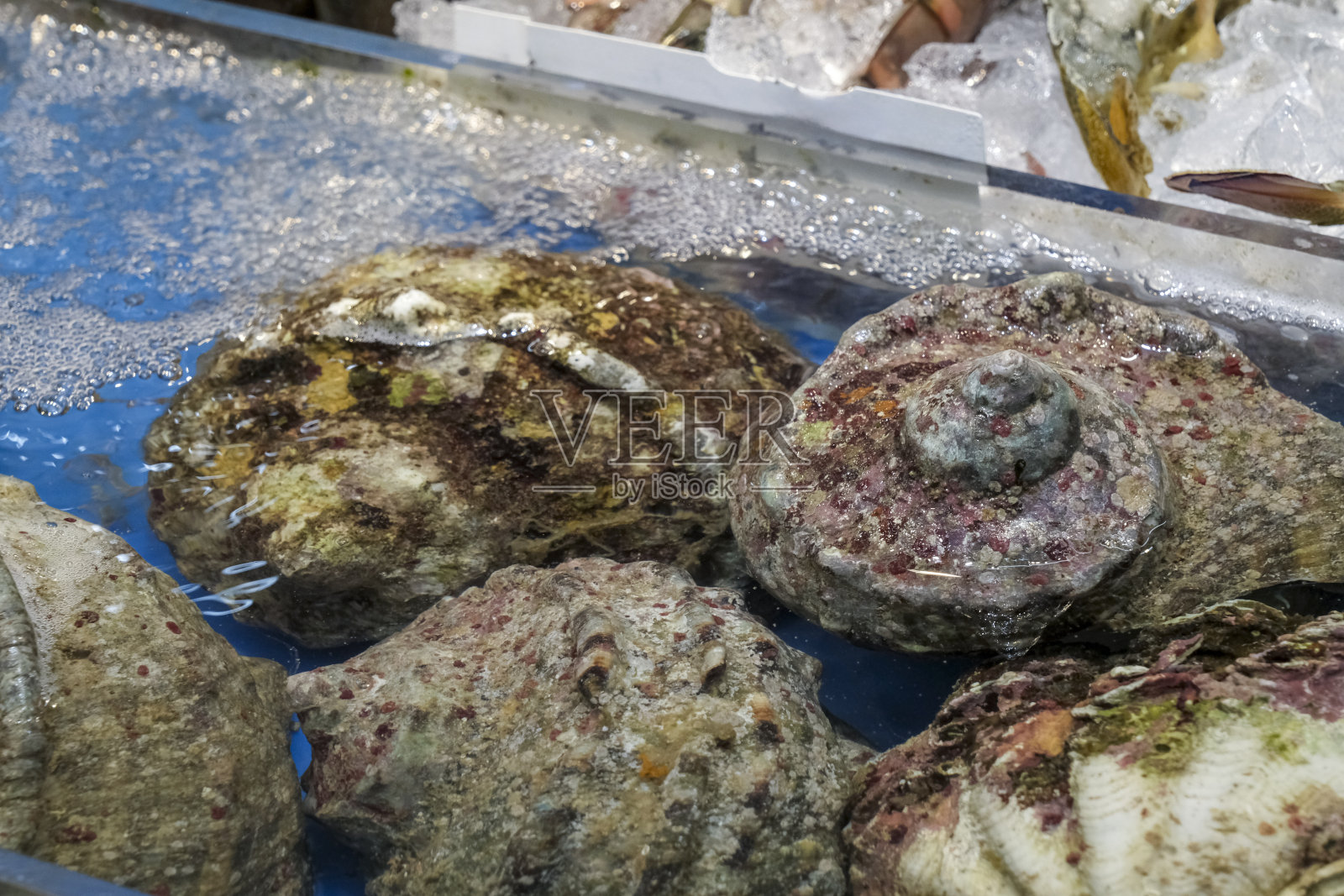 夜光壳照片摄影图片