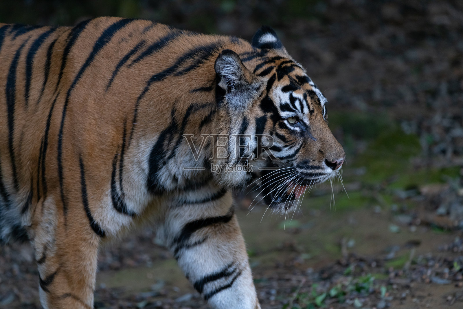 老虎走照片摄影图片