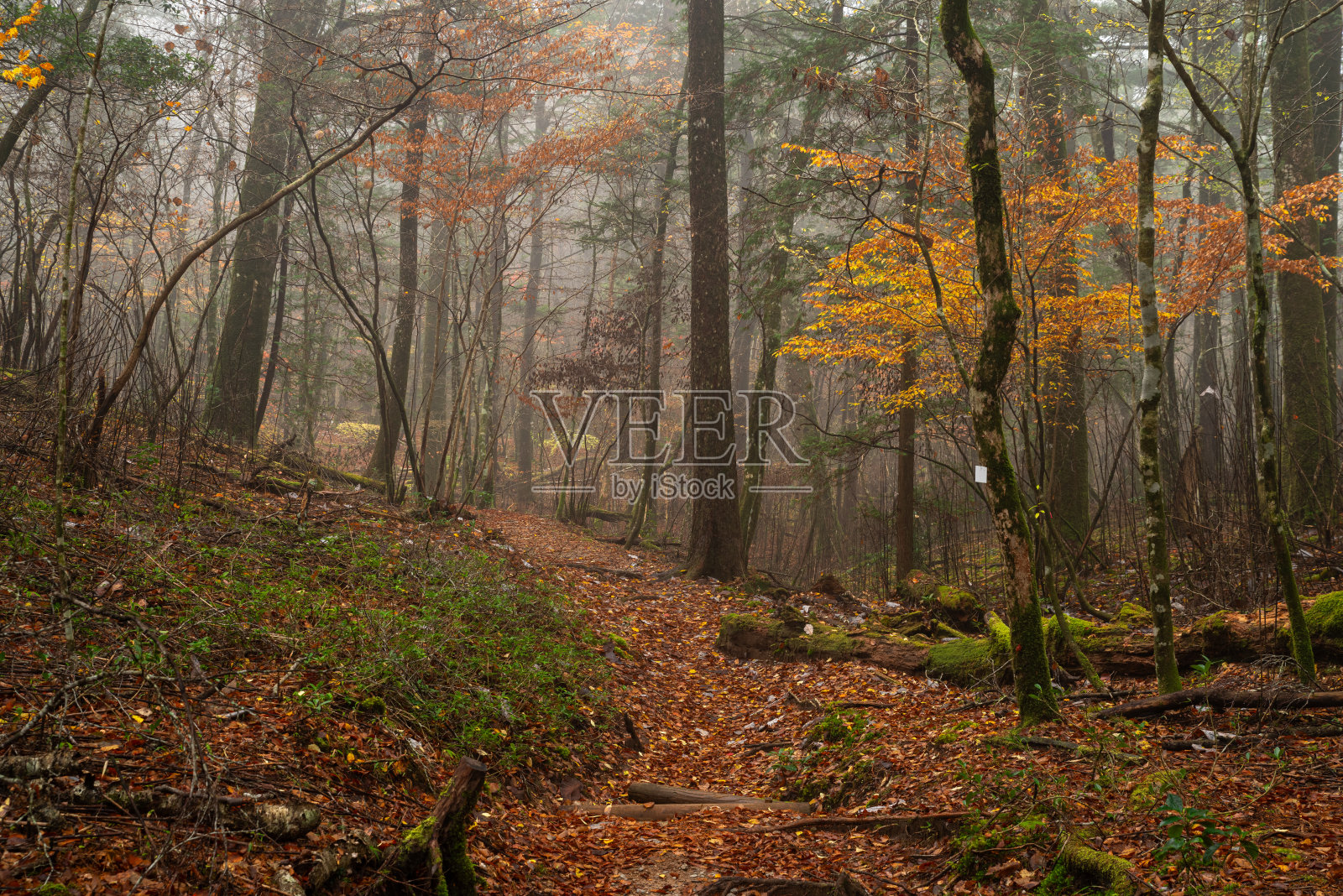 深秋的森林里有雾照片摄影图片