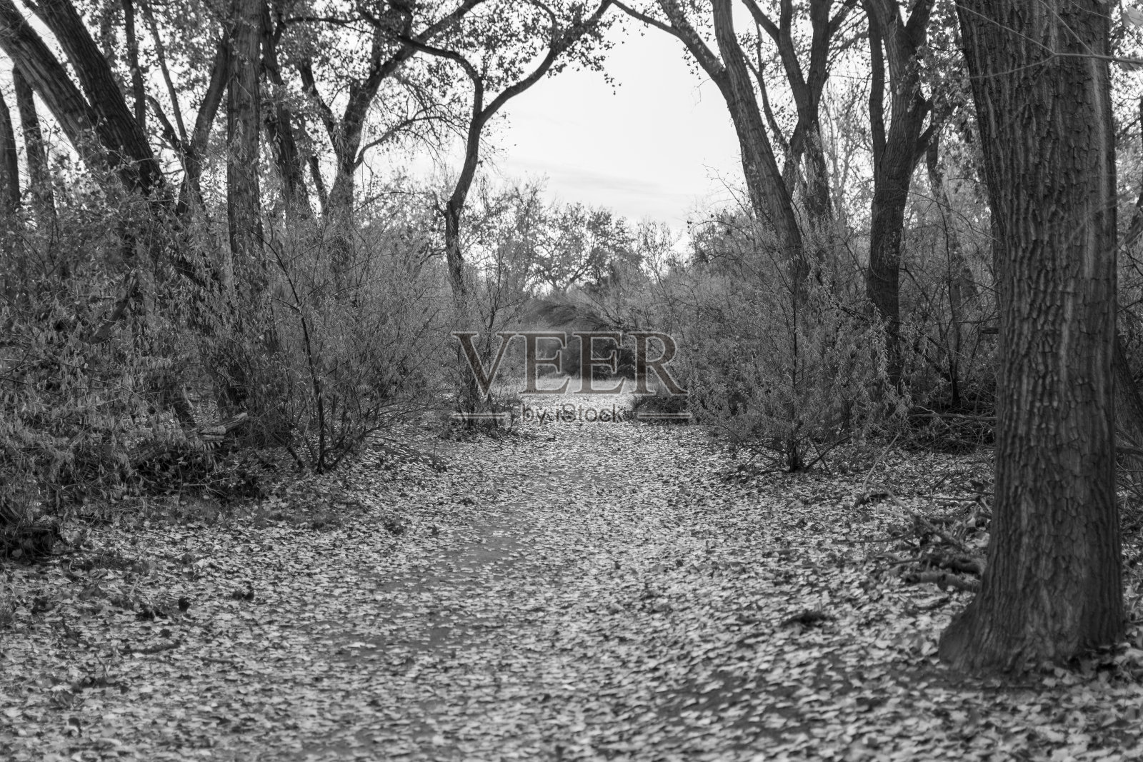 一张覆盖着落叶的森林小路的黑白照片。照片摄影图片