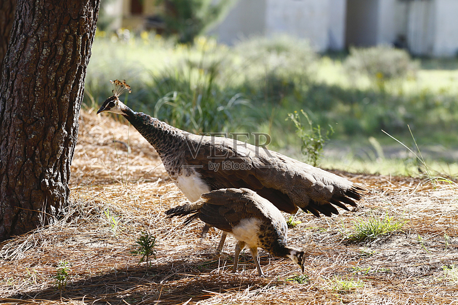 自由是照片摄影图片