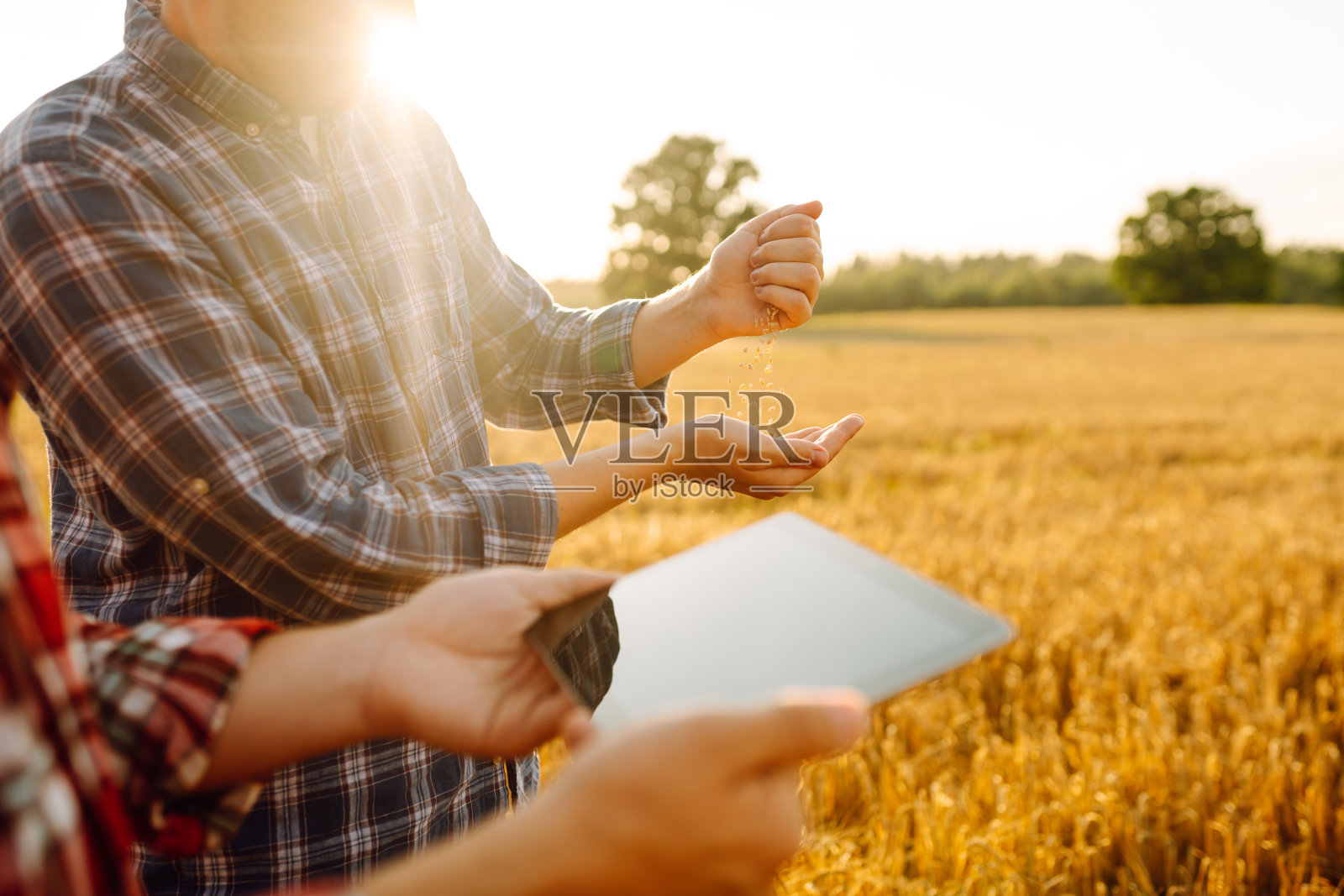 几个农民正在用数码平板电脑检查农田。照片摄影图片