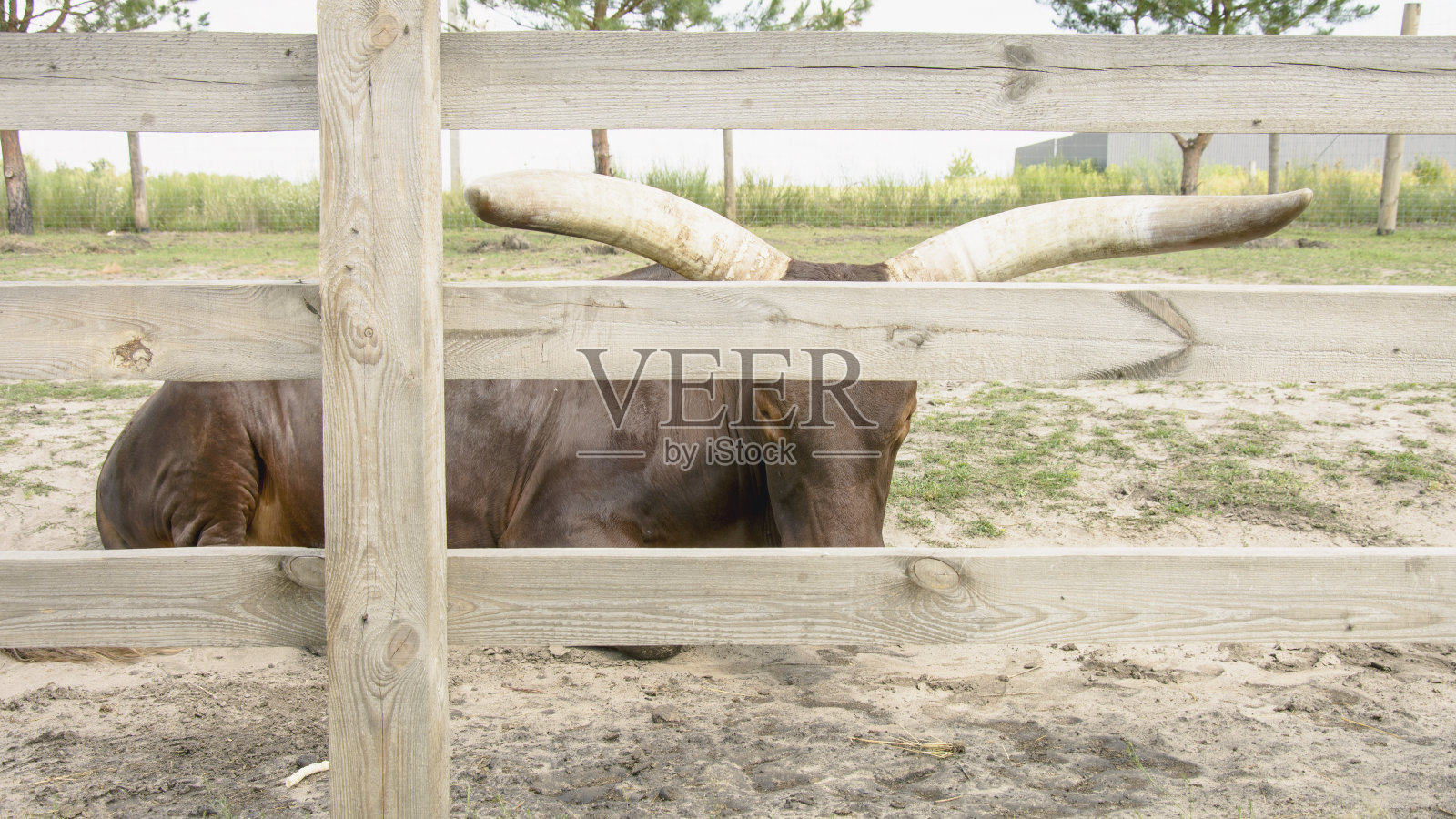 农场里美丽可爱的大角牛照片摄影图片