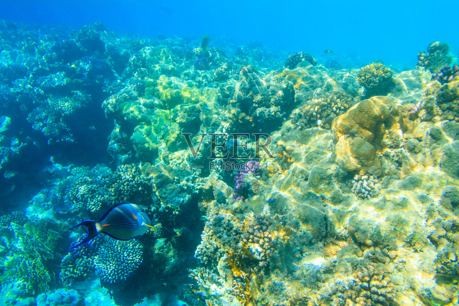 刺尾鱼(Acanthurus Sohal)或Sohal tang，是红海特有的。拉斯穆罕默德国家公园红海珊瑚礁上的索哈尔刺尾鱼。埃及的西奈半岛照片摄影图片