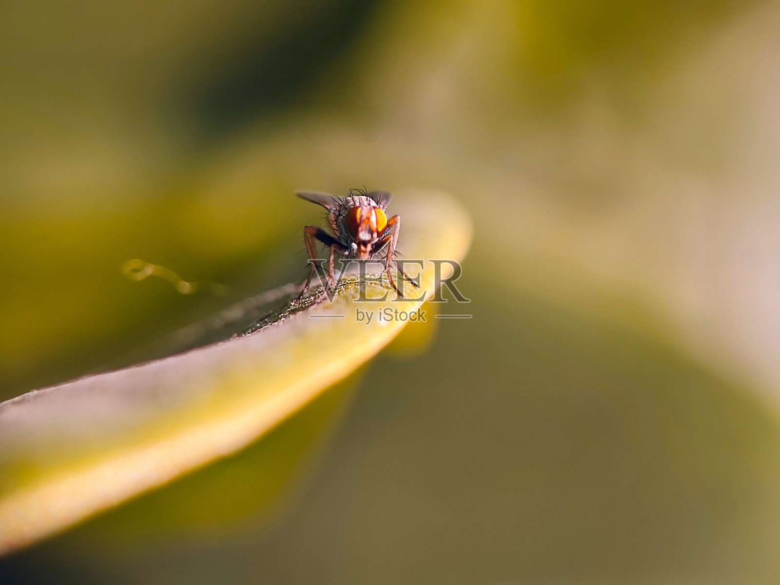 飞上叶虫微距摄影照片摄影图片