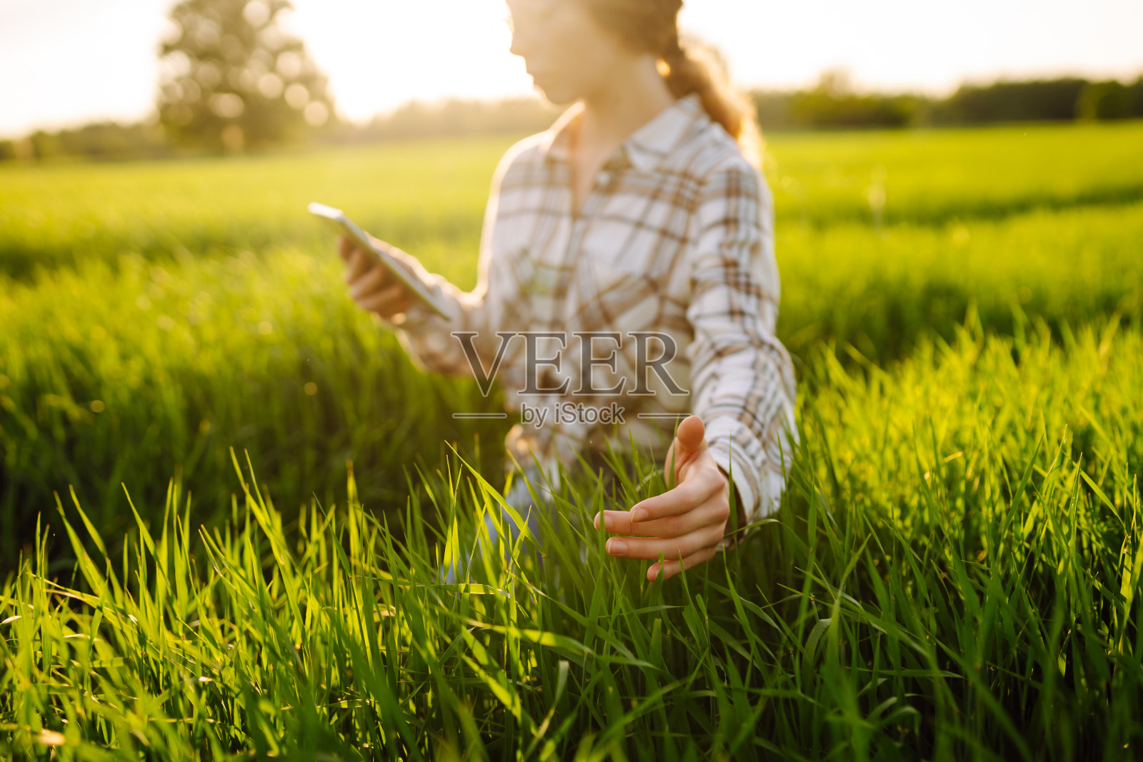 年轻的女农民在绿色的麦田里用现代平板电脑工作。照片摄影图片