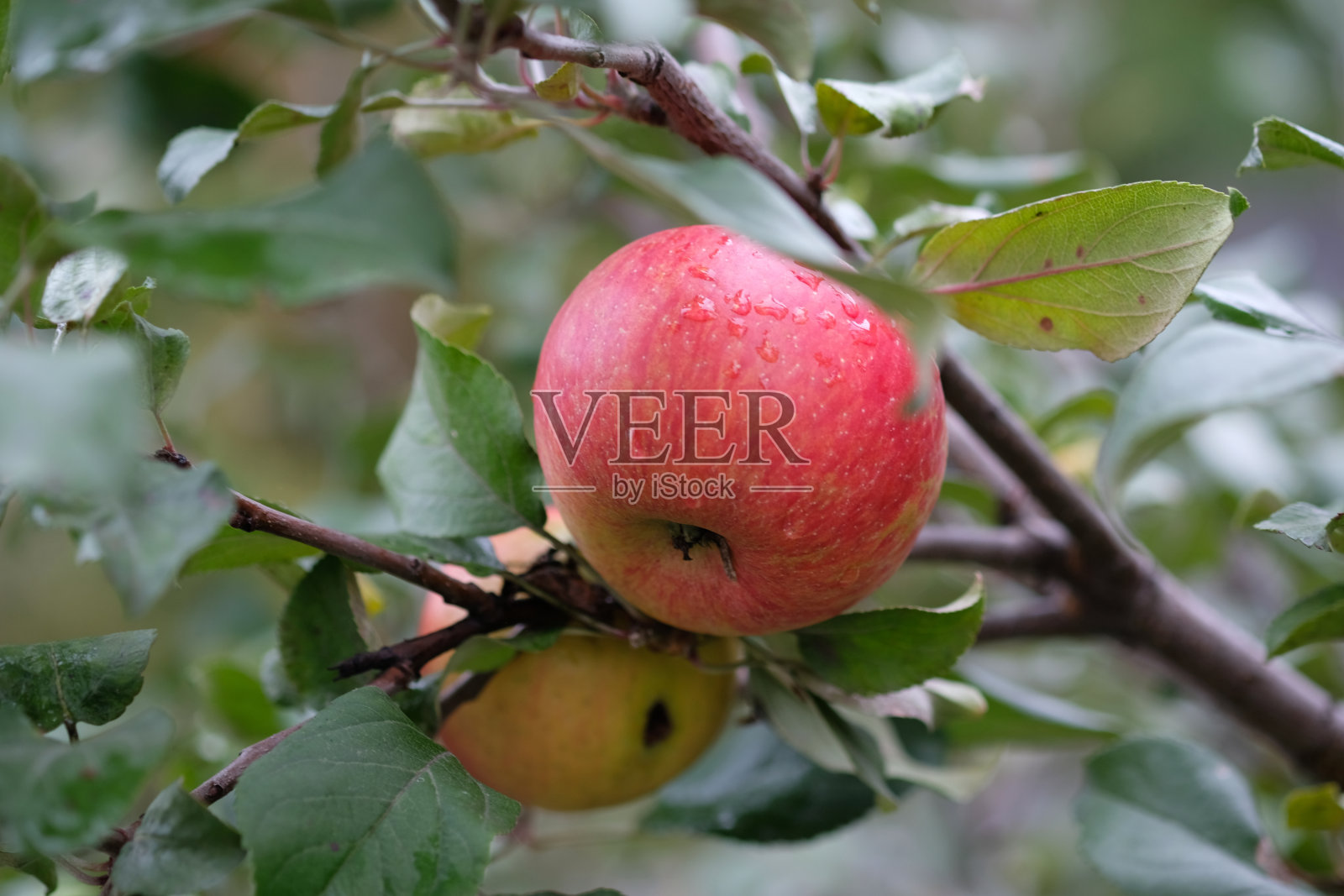 树上的红苹果特写照片摄影图片