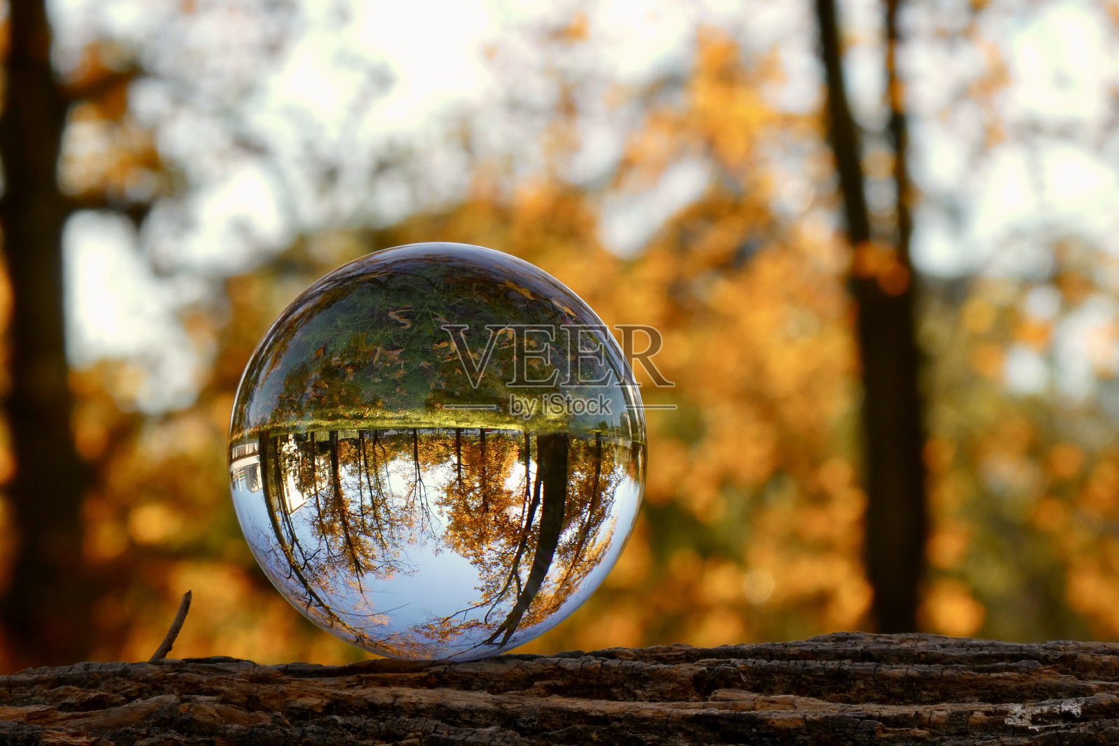 水晶球在树干上照片摄影图片