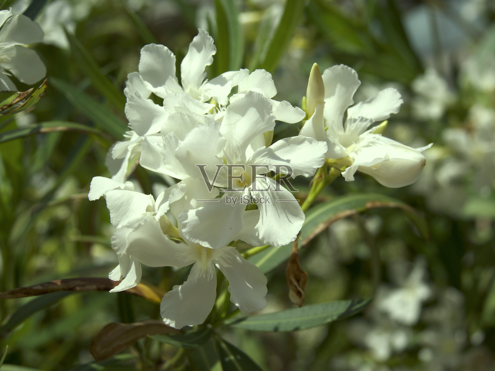 绿叶背景上的一束白花照片摄影图片