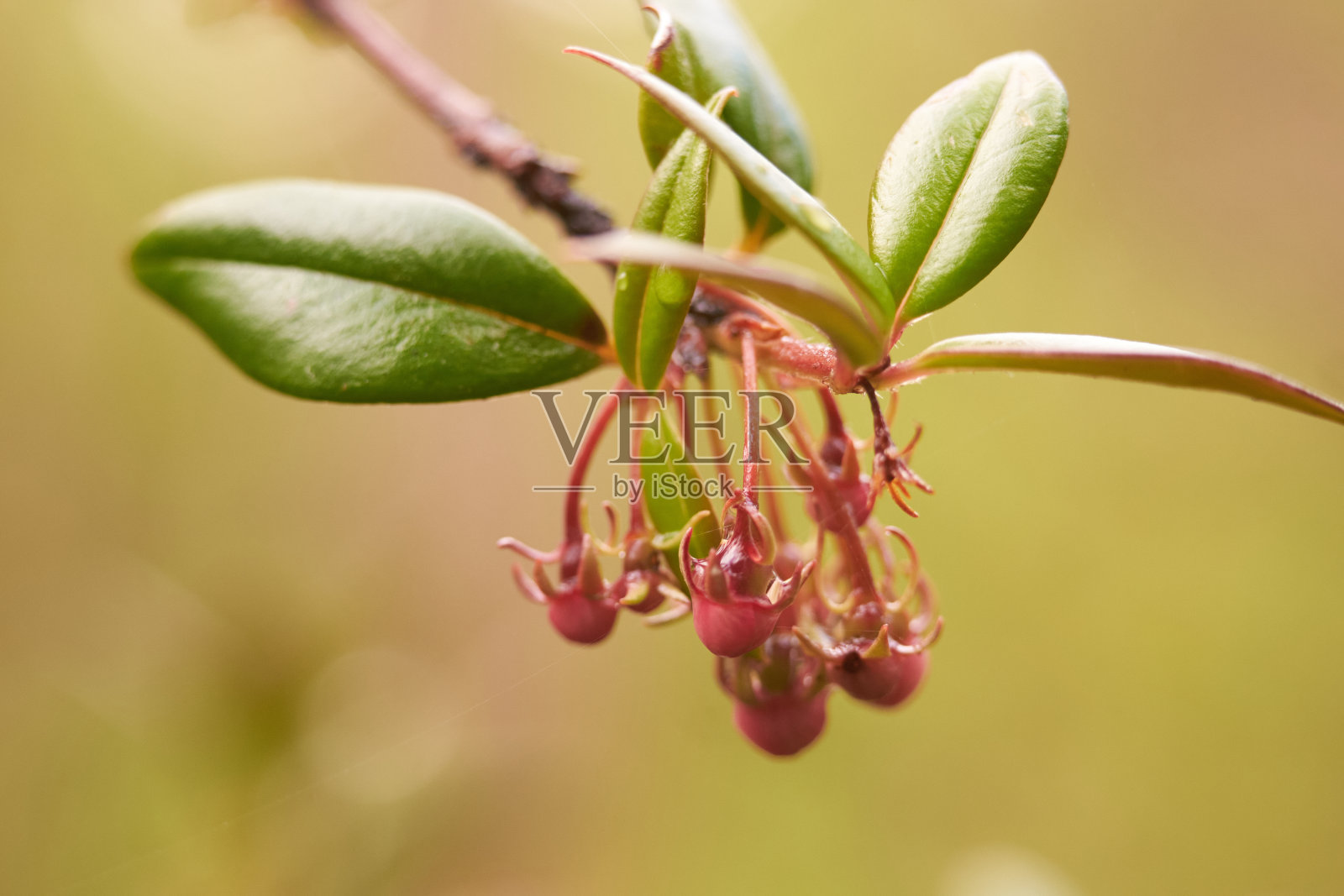 桃金娘科桃金娘科照片摄影图片