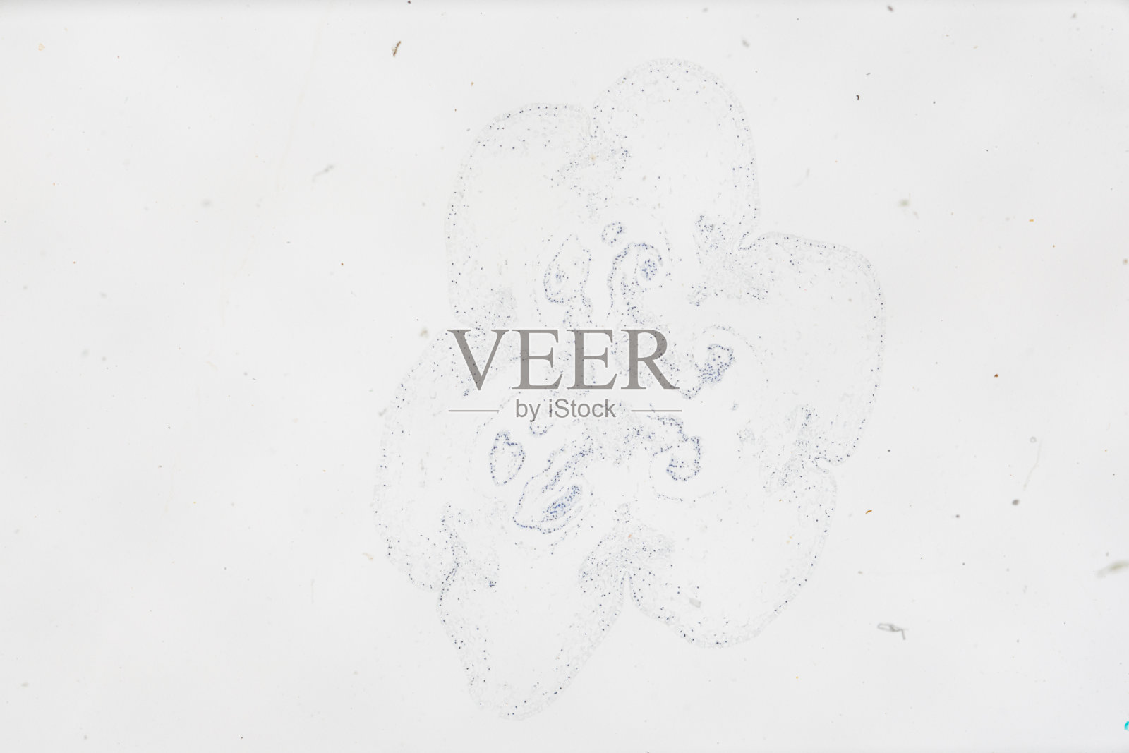 白色背景光镜下植物百合子房照片摄影图片