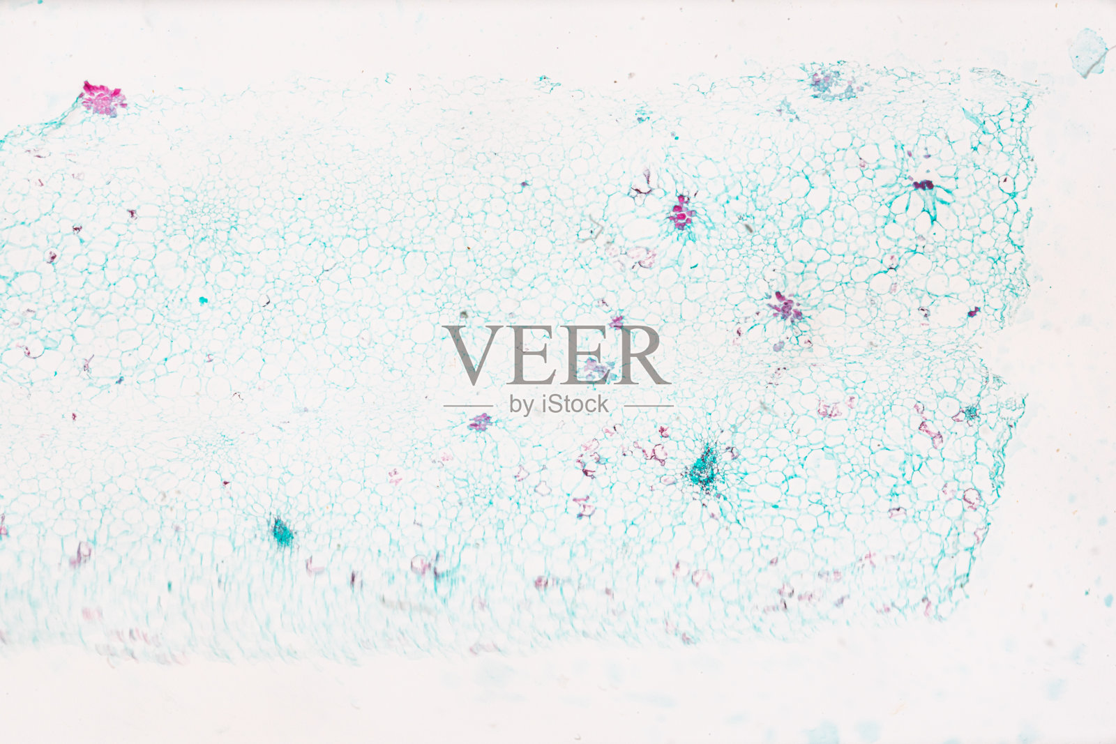 在白底光镜下栽培番茄果肉照片摄影图片