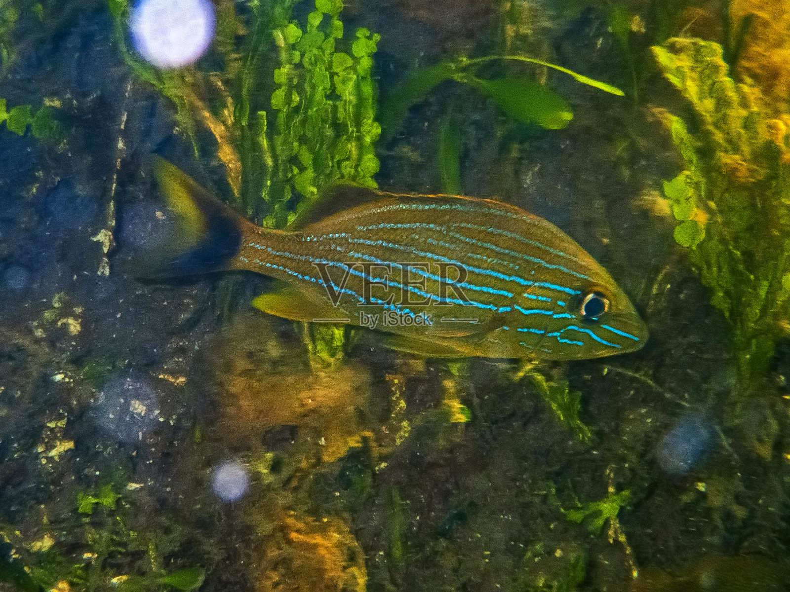 蓝条纹打鼾者(Haemulon sciurus) |蓝条纹咕哝者照片摄影图片