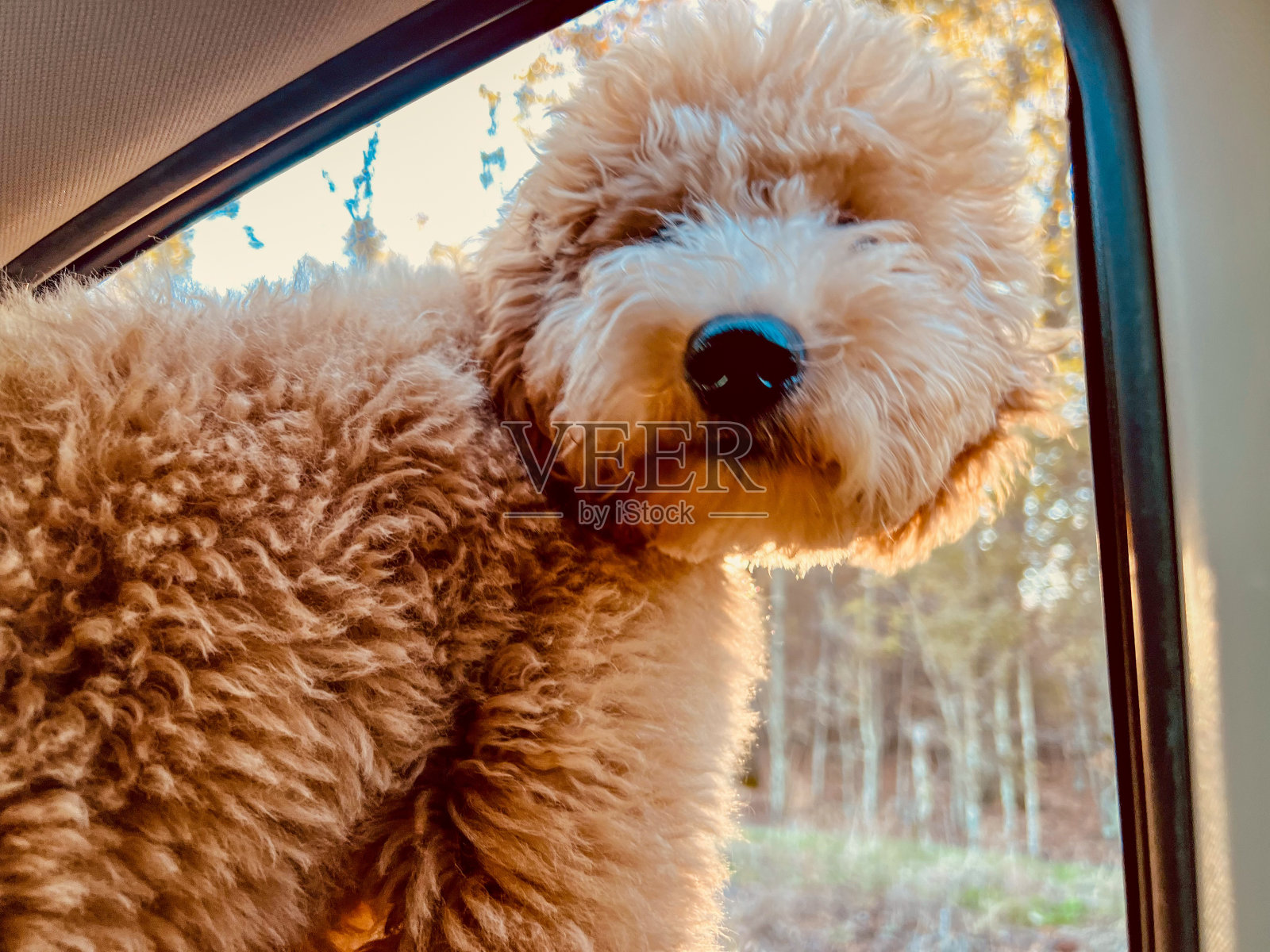 你在看我吗?照片摄影图片