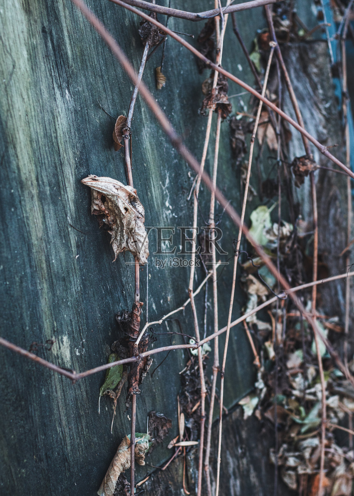 农场生活佳能50mm镜头照片摄影图片