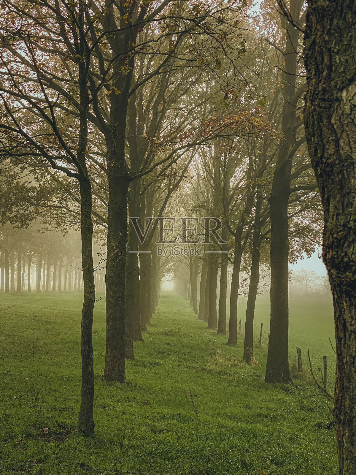 雾蒙蒙的早晨，美丽的树巷。健美的。照片摄影图片