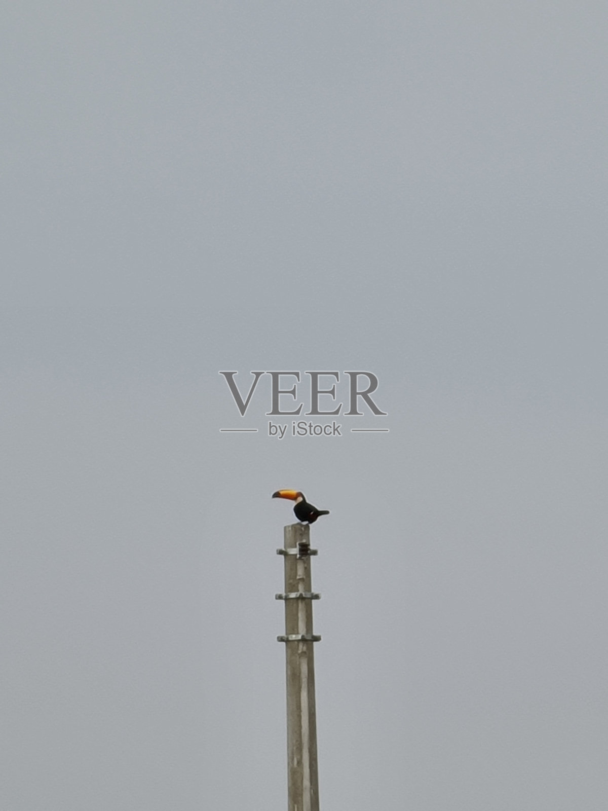 聚焦巨嘴鸟照片摄影图片