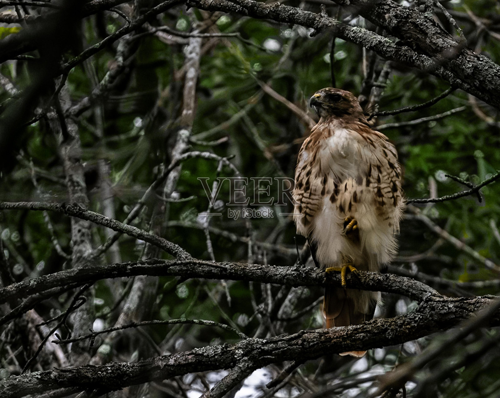 林中一只鹰栖息在树枝上的画面照片摄影图片
