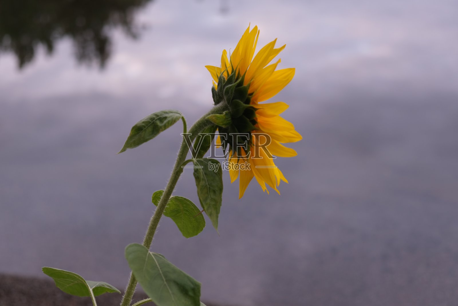年幼的黄色向日葵照片摄影图片