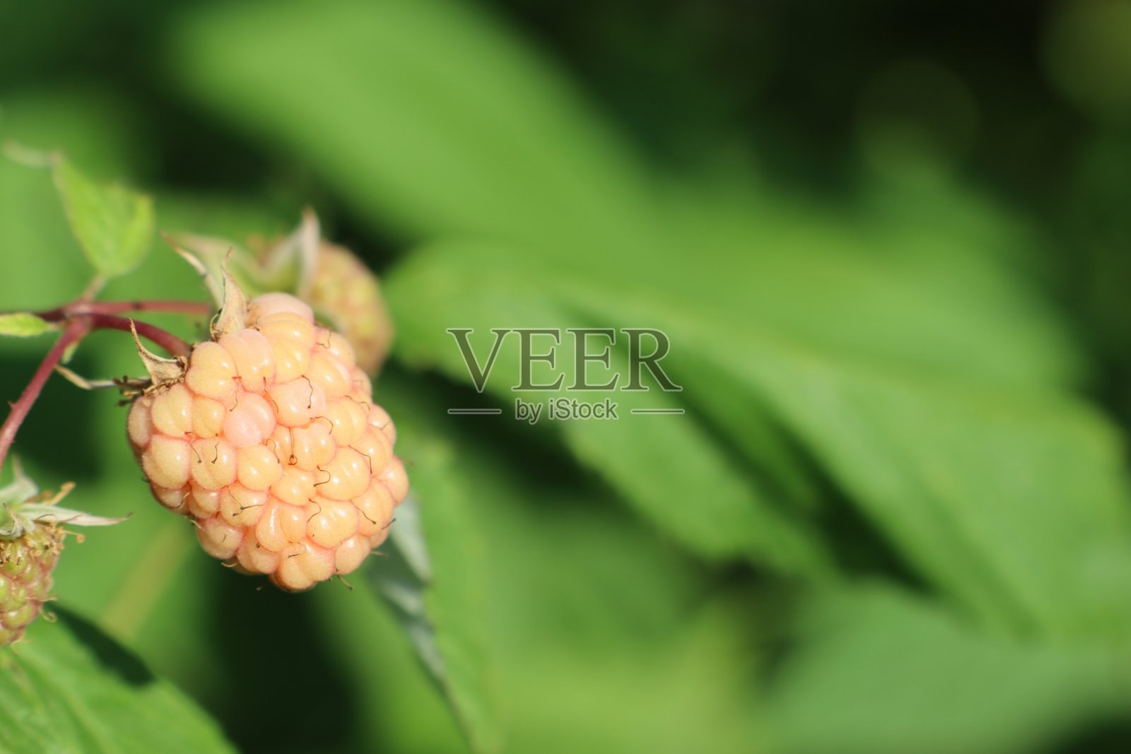 夏天，树莓在绿叶的映衬下开始在灌木上成熟照片摄影图片