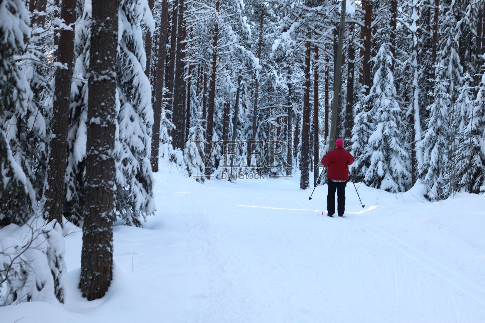 斯堪的纳维亚北部冬日里的森林。瑞典冬天的天气。冬木，冷杉和松树。照片摄影图片