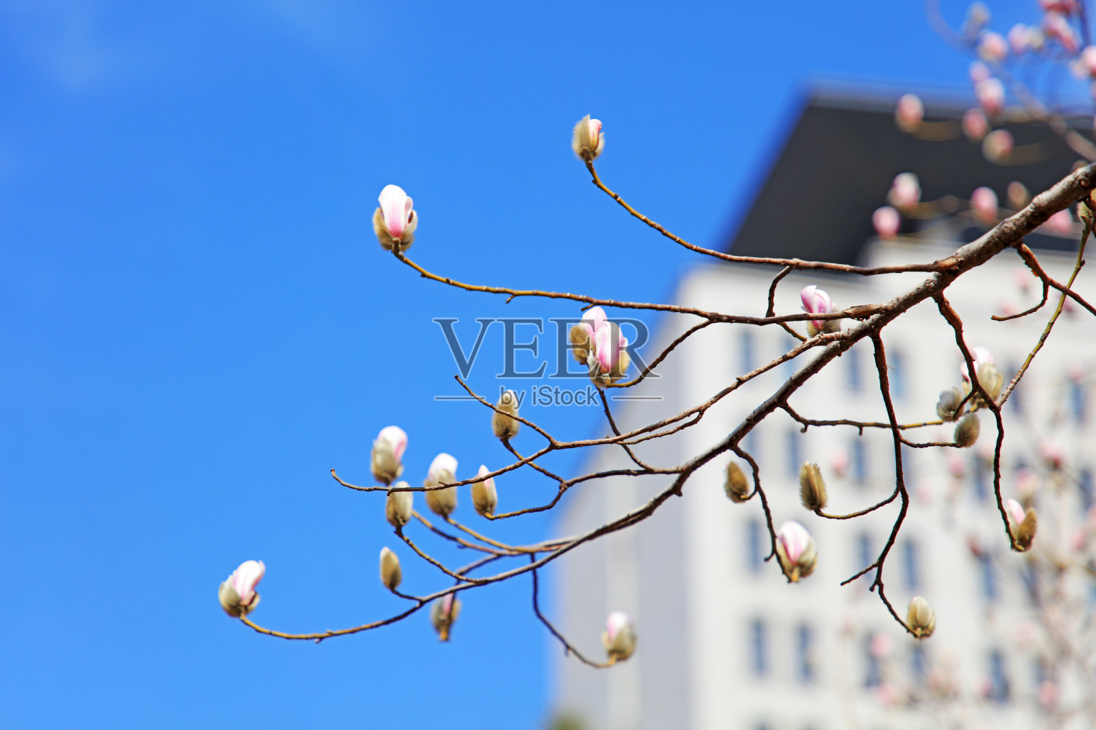 碧蓝的天空中盛开着玉兰花照片摄影图片