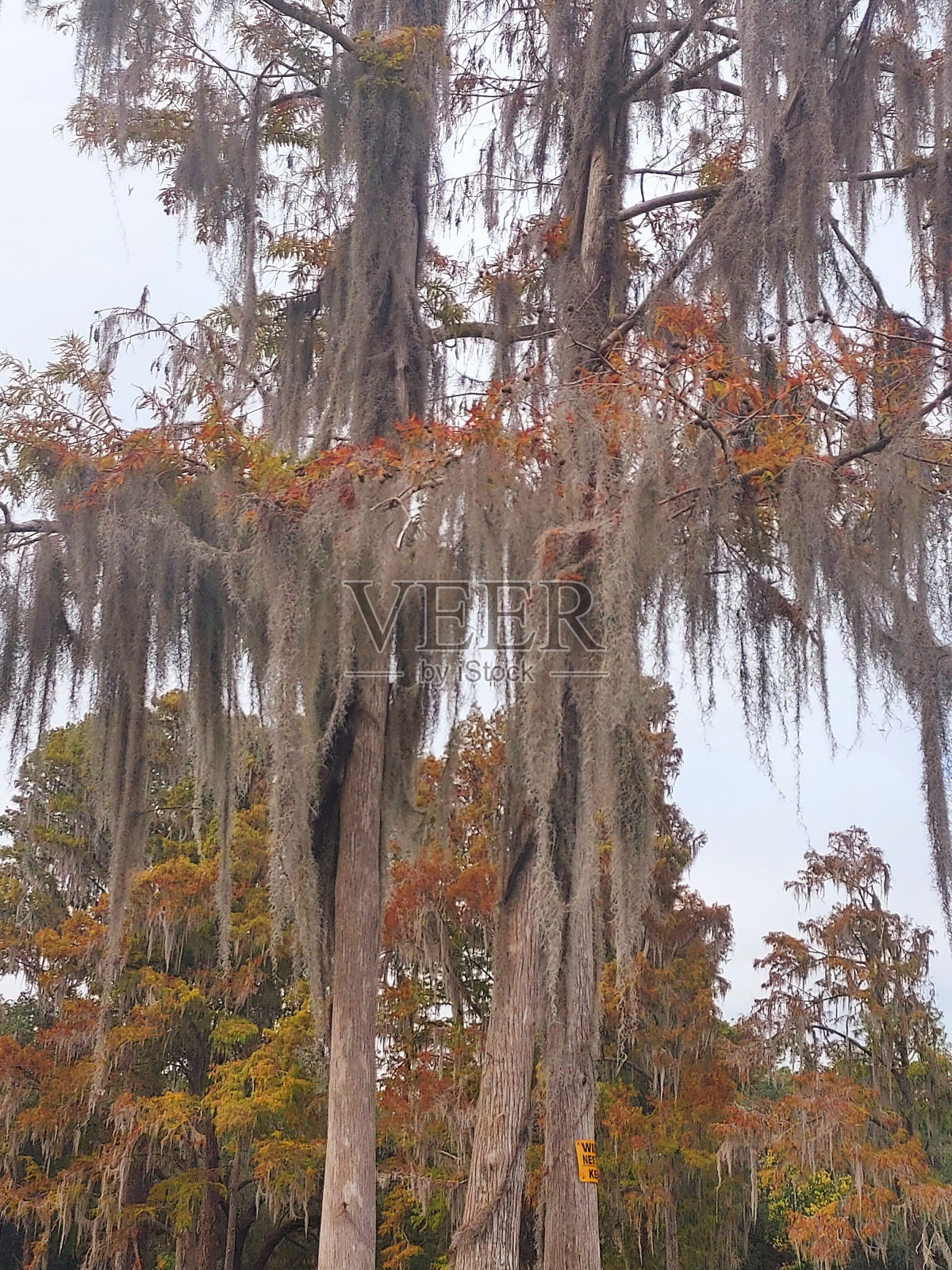 树照片摄影图片